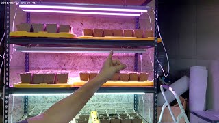 Grow light Review by Ozarks Homestead and Farm 649 views 10 months ago 16 minutes
