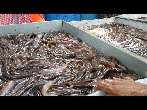Claris catfish Monster in Fish Market | Walking Catfish dangerous for eating from YouTube · High Definition · Duration: 2 minutes 1 seconds · 433 views · uploaded on 10/8/2016 · uploaded by Cooking Food Channel Claris catfish Monster in Fish Market | Walking Catfish dangerous for eating from YouTube · High Definition · Duration: 2 minutes 1 seconds · 433 views · uploaded on 10/8/2016 · uploaded by Cooking Food Channel