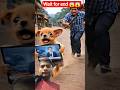 Funny puppy emotional video 😱#shorts