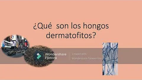 Como curar microsporum canis?