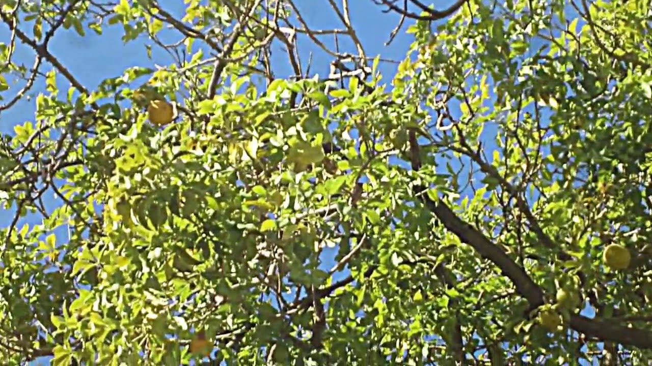 White Sapote fruit tree -mexican fruit 