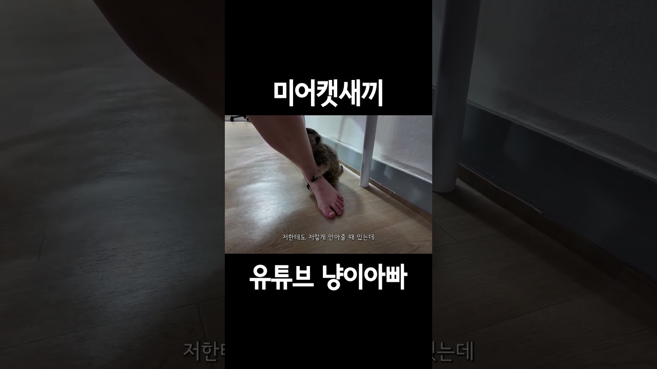 미어캣새끼
