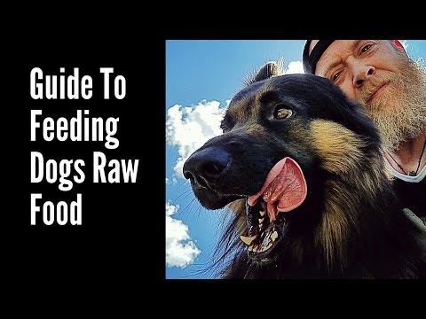 guide-to-feeding-dogs-raw-food