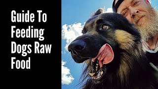 Guide To Feeding Dogs RAW Food