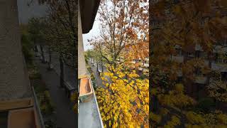 Beautiful Morning in Berlin 🌤️ | Peaceful Vibes from My Balcony. #berlintravelguide #india #viral
