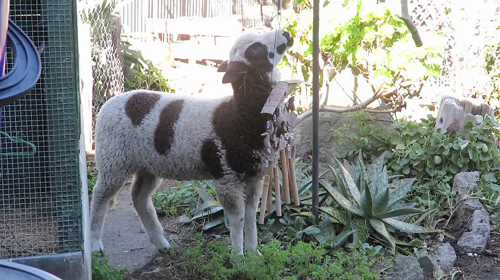 Cordelia the Arapawa lamb with bamboo windchimes