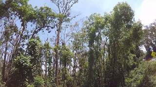 Thousands of Bats in Australian Forrest