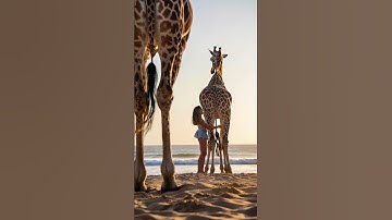 She Hugged She Hugged a Giraffe on the Beach?! 🦒💛 | Unreal Shot!
