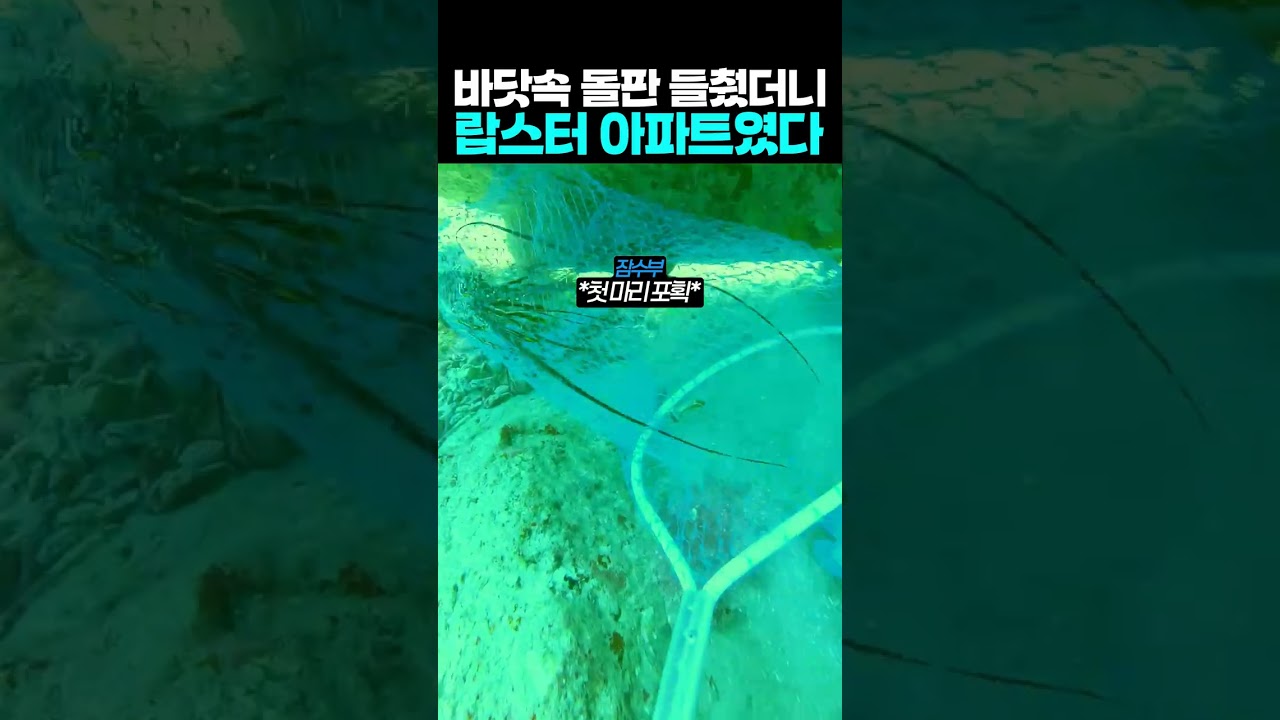 바닷속 돌판 들췄더니 랍스터 아파트였다