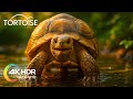 || Tortoise Facts || Some Can Live Over 190 Years Without Ever Rushing a Day! ||