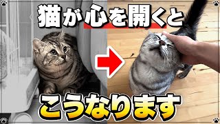 【心が通じた証拠】なつかなかった猫が心を開いた時にしてくれる行動 '7選' by ねこねこジャーナル 8,406 views 1 year ago 5 minutes, 26 seconds