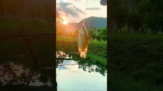 Lagi pengen santai tapi tetap dapat sensasi? mancing ikan betok jawabannya.