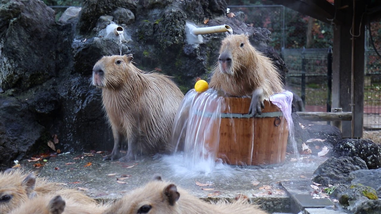 みんなで入浴　カピバラ温泉～桶風呂～始めました！　2017.12.5（埼玉県こども動物自然公園　公式/SaitamaChildrensZoo　 official ）capybara onsen
