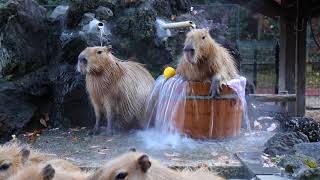 みんなで入浴　カピバラ温泉桶風呂始めました　2017.12.5埼玉県こども動物自然公園　公式/SaitamaChildrensZoo　official capybara onsen