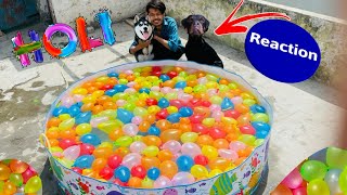 1000 Water Balloons In My Dog Pool || Dog can talk part 99|| HOLI SPECIAL || Review reloaded