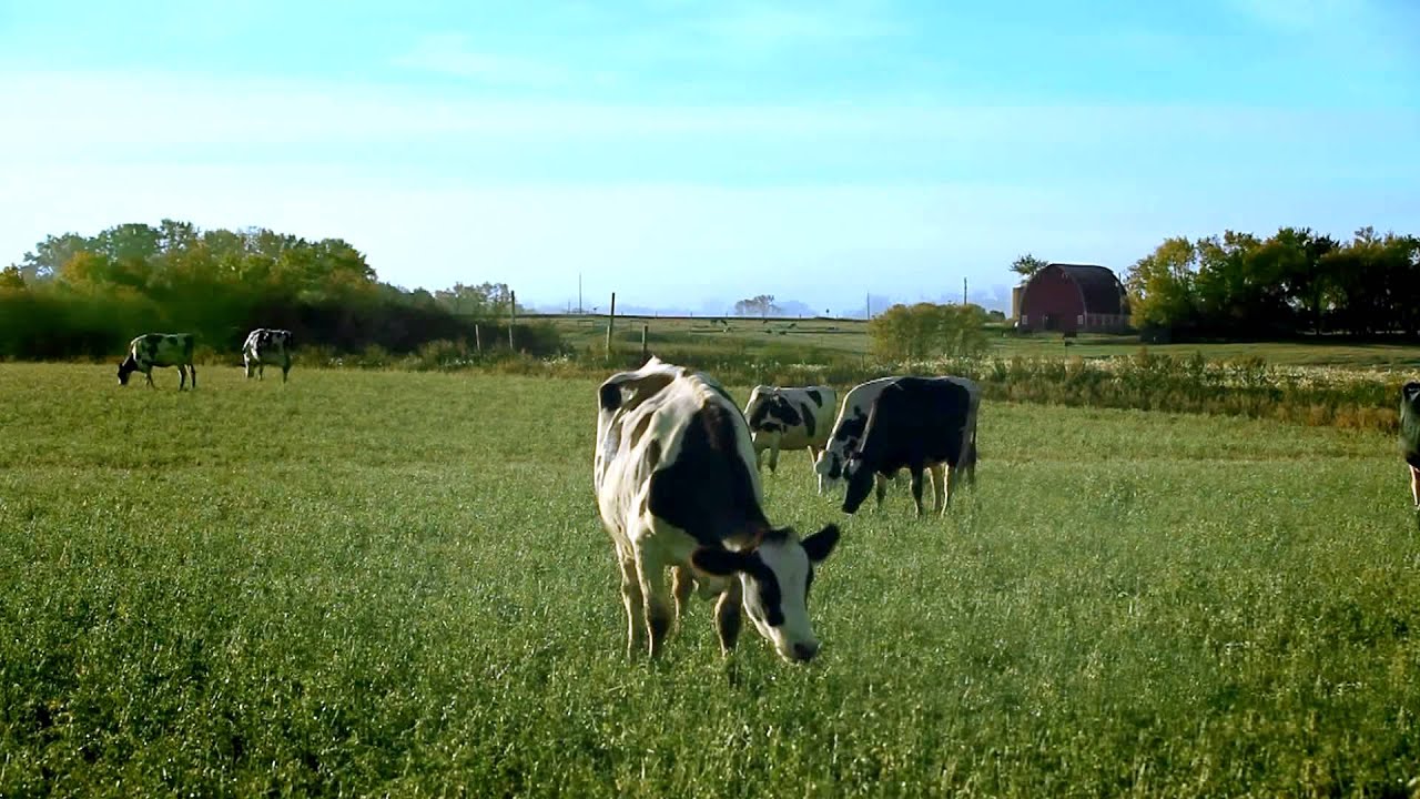 CassClay Creamery Commercial YouTube