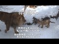 旭山動物園　もっとオリトパパと一緒にいたいイト　ちょっとおっとりで引っ込み思案でも一生懸命なイト　オリト＆イオちゃんファミリー
