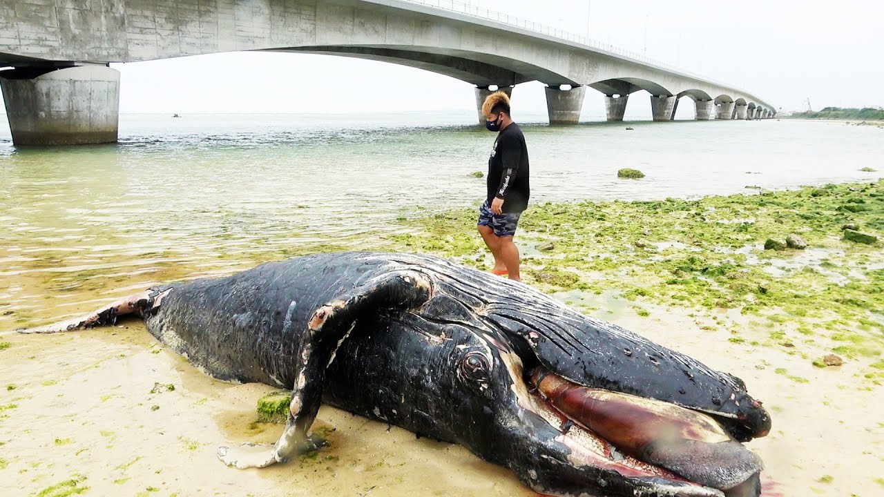A whale was washed up on the shore - YouTube