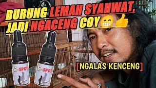 Kemarin sogon betina,sekarang konin betinaku meledak‼️memang edan ini G-Spot👍👍