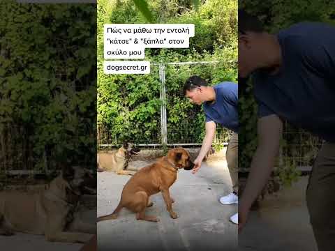 Βίντεο: Πρέπει να χρησιμοποιήσω ένα κολάρο στο σκύλο μου;
