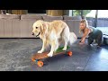 TEACHING OUR DOG TO SKATEBOARD!