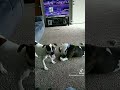 Gangsta Lola vs Jaximus Prime