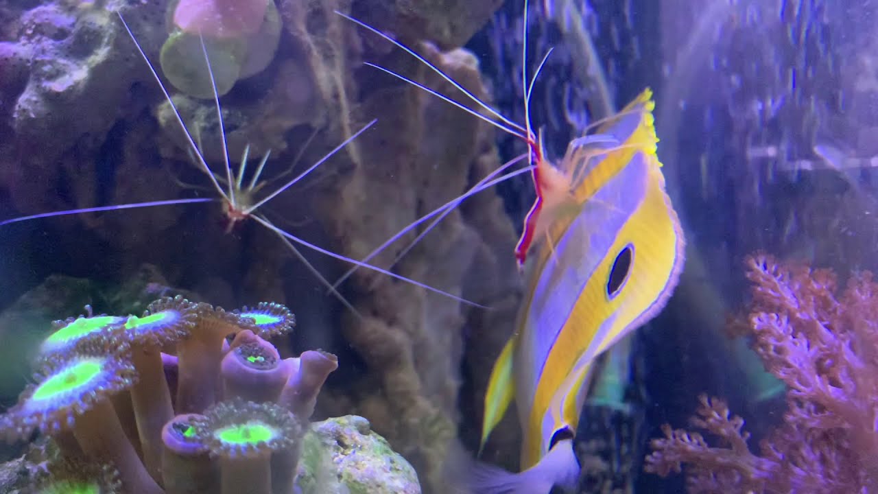 Новые креветки- Lysmata amboinensis и Hymenocera picta. Хелмон на приёме у доктора)