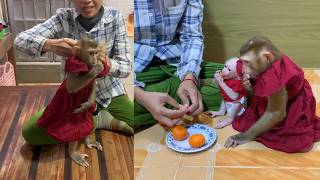 Cute Baby Monkey Meets Tiny Newborn Monkey in Matching Red Dresses ❤️🐒
