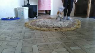 Chihuahua Chloe frisbee, #dog_frisbee #chihuahua