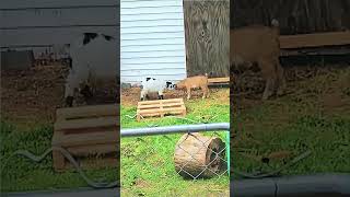 Let's butt heads once and for all!  #goat #funnyshorts  #animals #funnyanimals #farmlife