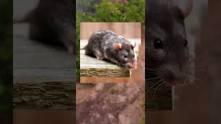 ¡Las ratas pueden transmitir enfermedades peligrosas! 🐀🦠 Descubre cómo prevenir la ...