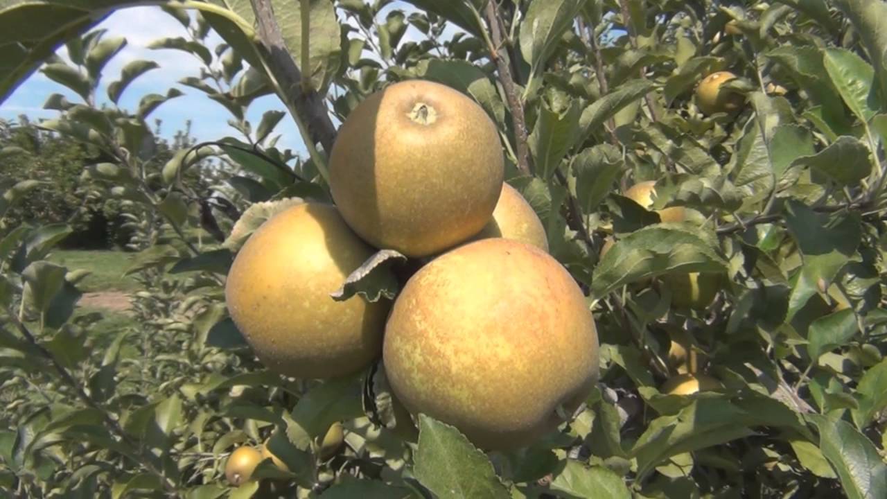 Ask an Arborist: What are Heirloom Apples