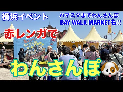 【横浜イベント】『赤レンガでわんさんぽ』～横浜赤レンガ倉庫をワンちゃんと一緒に満喫♪(BAY WALK MARKET、ハマスタまでわんさんぽ、もあり)