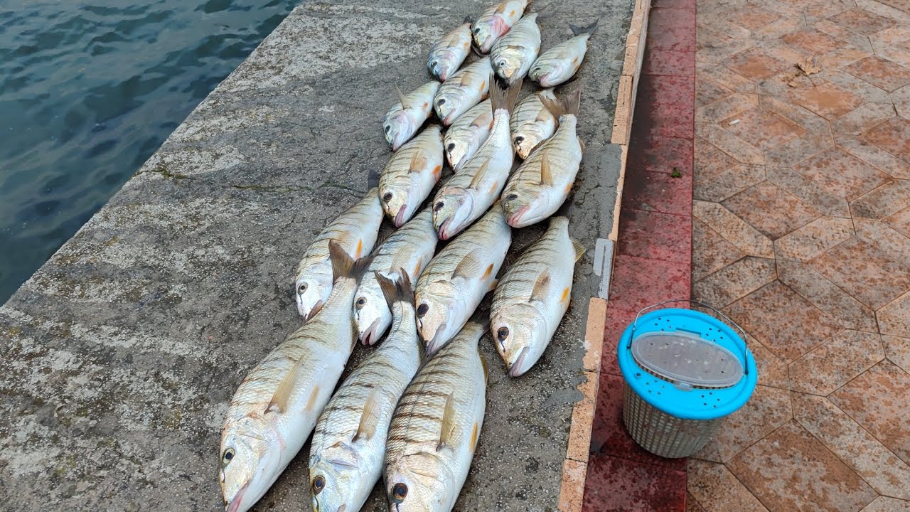 Gündüz LRF İle Değirmendere Sahilde Aksiyon Dolu Mırmır Avı🎣🔥