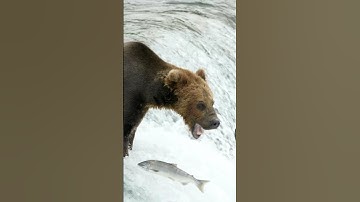 Gấu Nâu khổng lồ - kẻ săn cá hồi siêu hạng