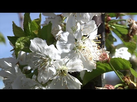 Cerezo en Flor en el Valle del Jerte | 168 Horas