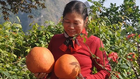 Bưởi đỏ ‘tiến vua’ giá nửa triệu đồng một cặp vẫn không có hàng bán