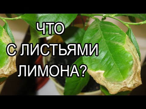 Видео: Болезни и лечение лимона - Советы по лечению болезней лимона