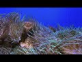 Under the Sea