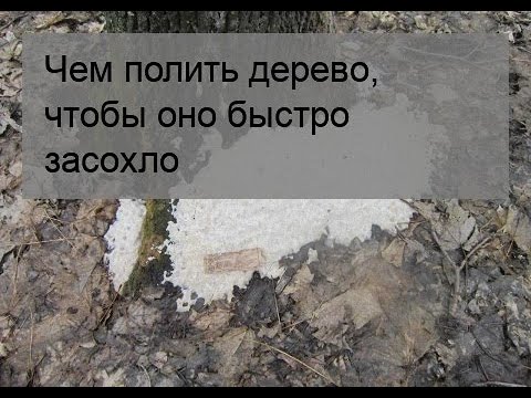 Чем полить дерево, чтобы оно быстро засохло