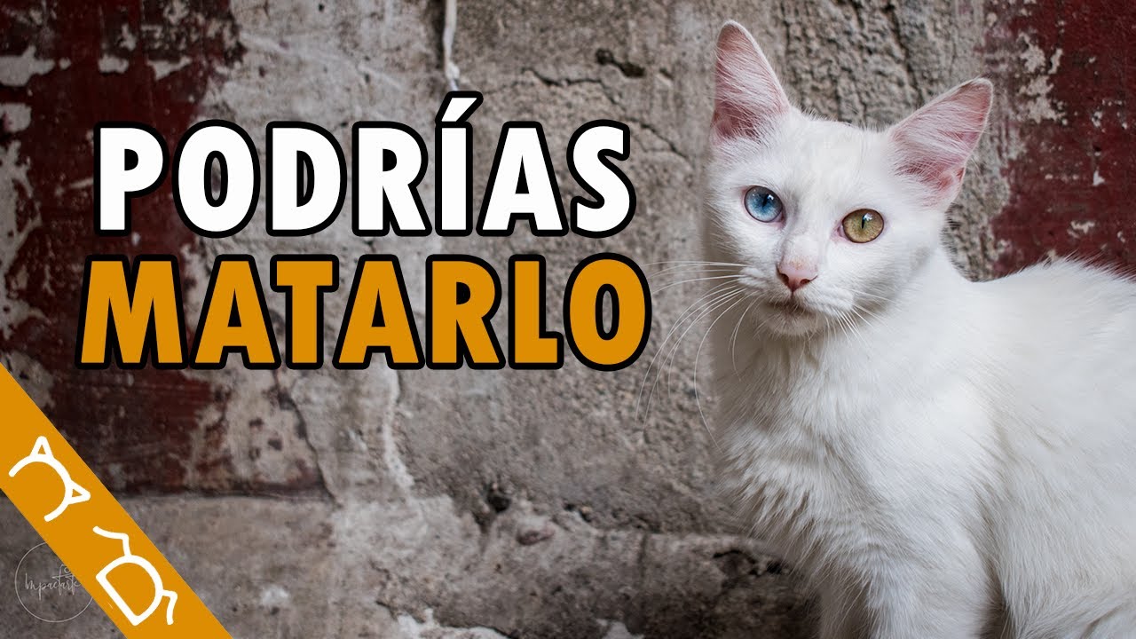 35 cosas que no debes hacer con tu gato