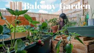 Little forest in the sky | my 2022 balcony garden | second year gardening