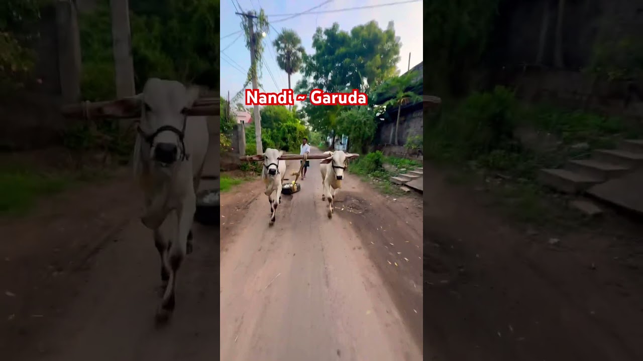 Milk Teeth Bulls | Trending | Kosuruvaripalem | YouTube | Krishna jilla | Viral | Morning Walk |
