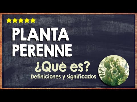 🙏 ¿Qué es una planta perenne u hoja perenne? - Conoce los usos de la hoja anual perenne 🙏