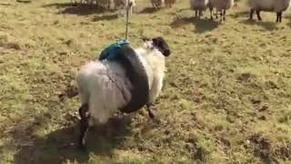 Овца застряла в шине
