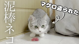 Thief Stray Cat by サウナ猫しきじ 10,491 views 7 months ago 10 minutes, 37 seconds