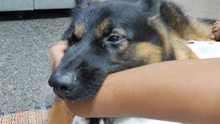 German shepherd dog reaction when his hooman kissed him |GSD dog playing|GSD lovers must watch|pet