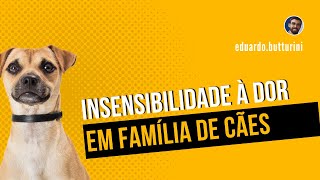 Insensibilidade à dor em cães - relato de mutação em família de cães