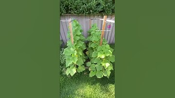 Cucumber string trellis system #cucumber #trellis #gardening #vegetables #backyardgardening