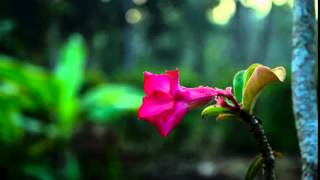 Flower Hyperlapse screenshot 3